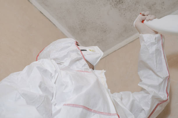 Best Local Mold Removal Service  in Conestee, SC