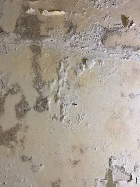 Best Toxic Mold Removal  in Conestee, SC