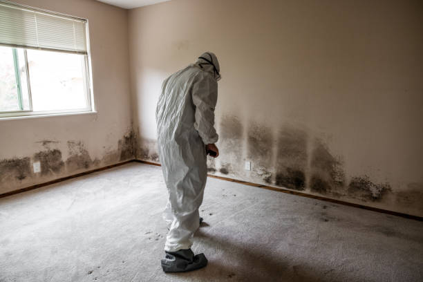 Attic Mold Removal in Conestee, SC