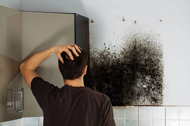 Best Certified Mold Removal  in Conestee, SC