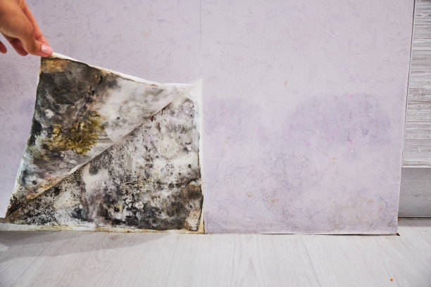 Conestee, SC Mold Removal Company